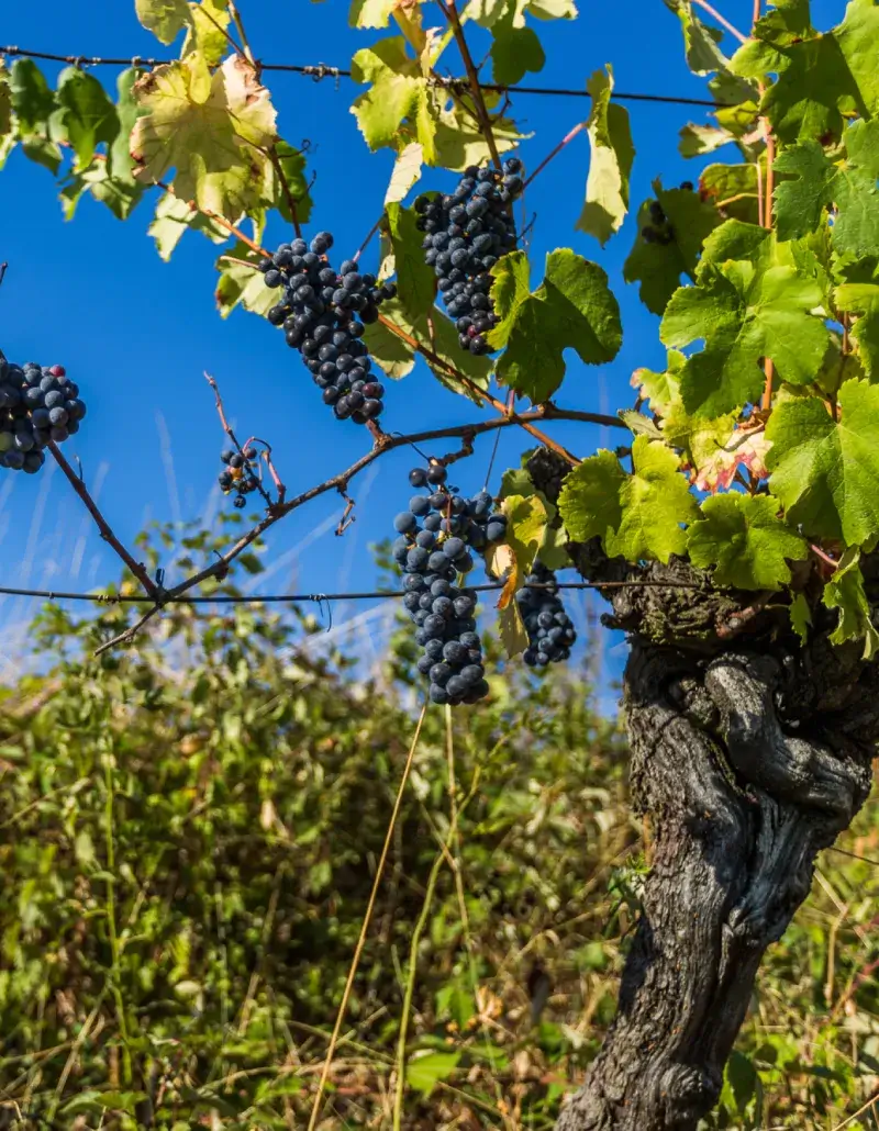 Territorio e vitigni